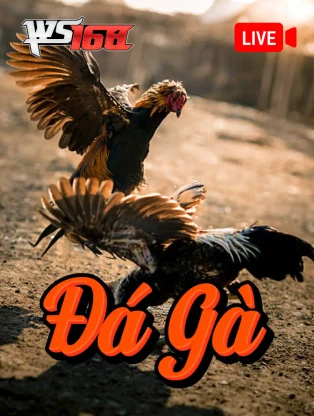ONE88 Đá Gà Livestream